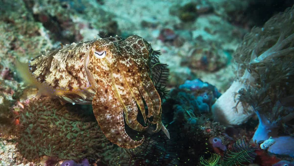 Beautiful Philippines underwater pictures