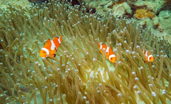 Creative Philippines underwater  pictures