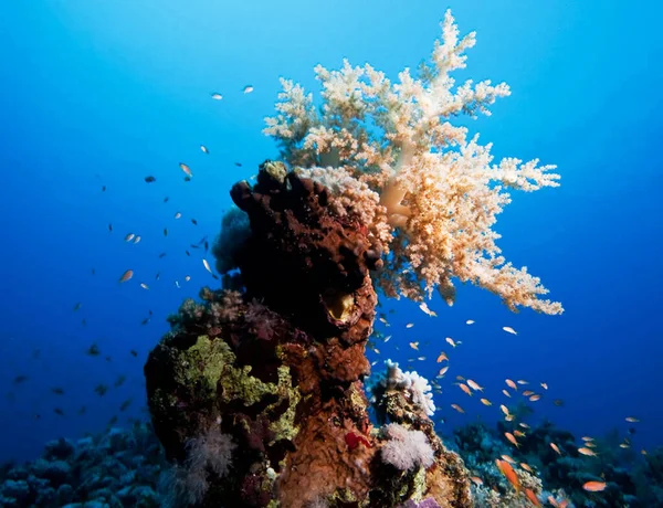 Red Sea, Egypt underwater pictures