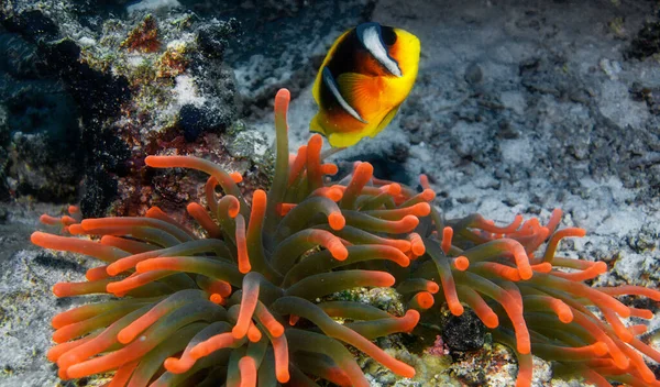 Beautiful Red Sea, Egypt underwater pictures