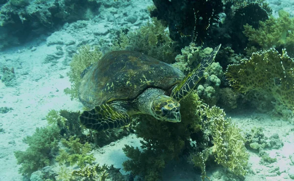 Red Sea, Egypt underwater pictures