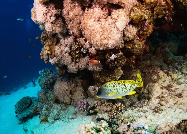 Red Sea, Egypt underwater pictures