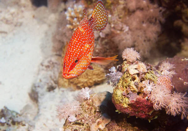 Beautiful Red Sea, Egypt underwater pictures