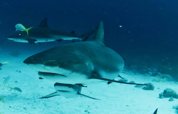 Magical Bahamas underwater pictures