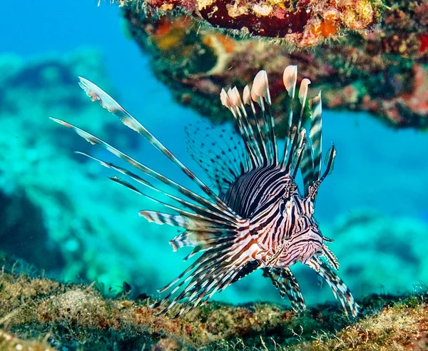 Beautiful Bahamas underwater pictures