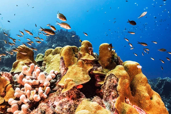Creative Timor-Leste  underwater  pictures