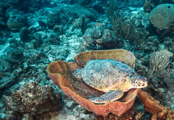 Creative Timor-Leste  underwater  pictures