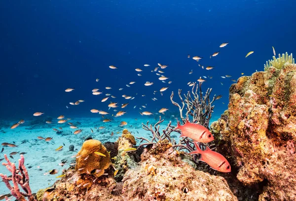 Beautiful Timor-Leste  underwater pictures