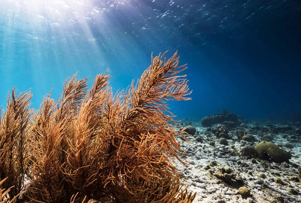 Beautiful Timor-Leste  underwater pictures