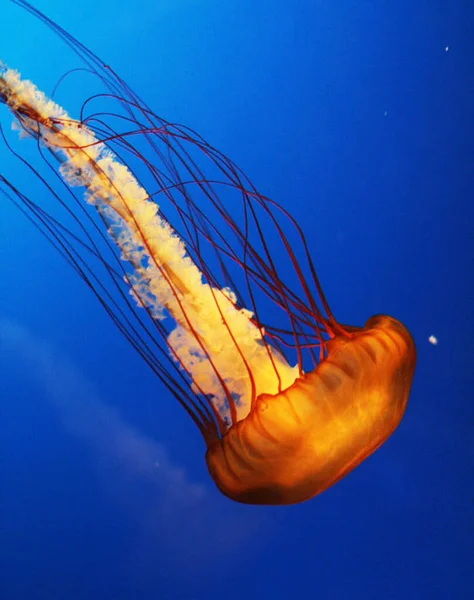 Beautiful Japan underwater pictures