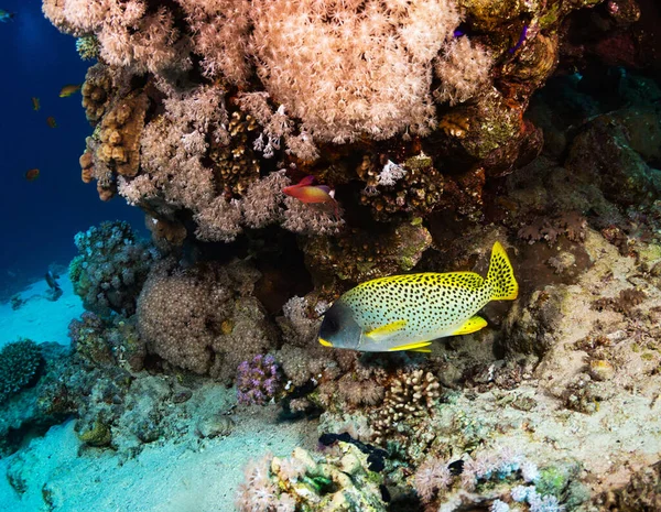 Red Sea, Egypt underwater pictures