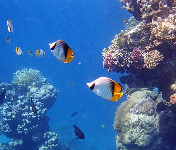 Red Sea, Egypt underwater pictures