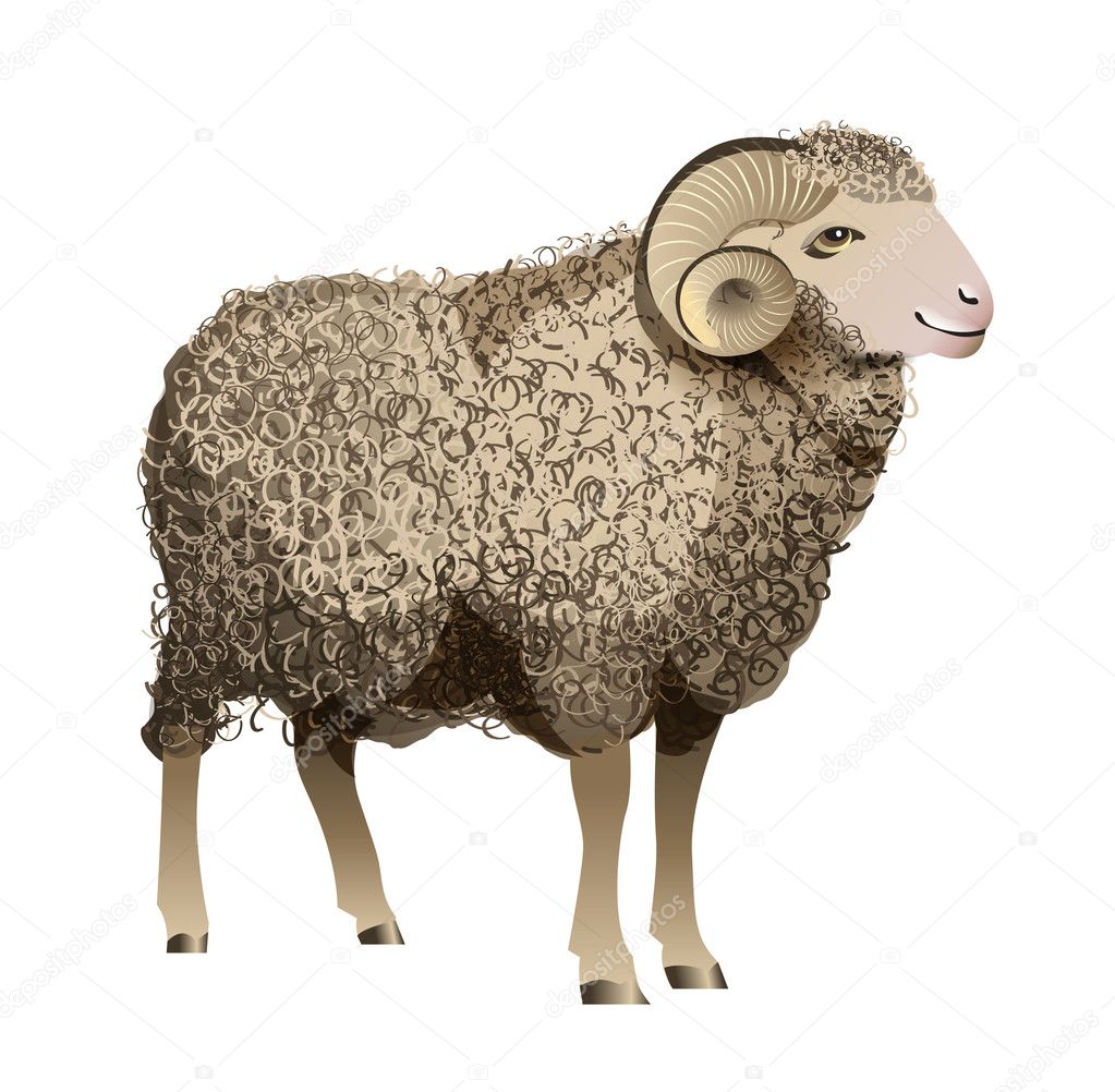 Vector Realistic Sheep