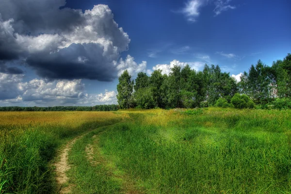 Летний день на пшеничном поле — стоковое фото