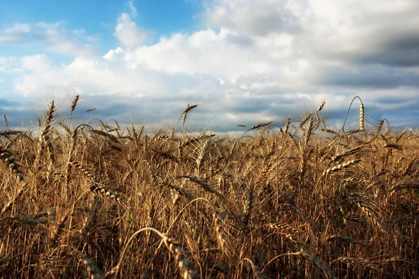 Campo de trigo e orelhas maduras — Fotografia de Stock
