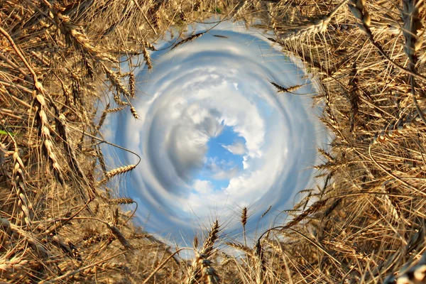 Cornici astratte, sfondi e biglietti di auguri. campo di grano, spighe, nuvole — Foto Stock