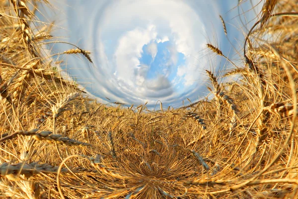 Campo con cereales. Marcos abstractos, fondos y tarjetas de felicitación — Foto de Stock