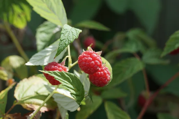 Himbeere — Stockfoto