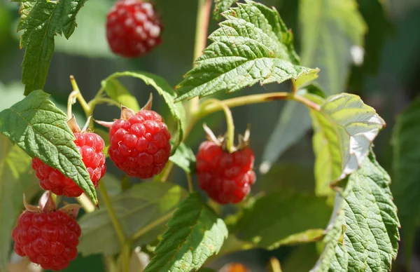 Raspberry — Stock Photo, Image