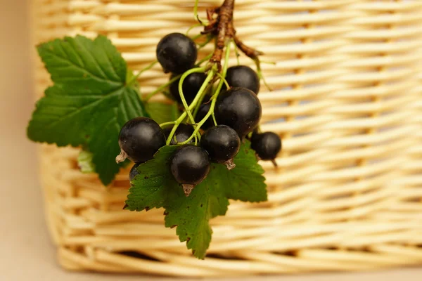 Saftiga bär: svarta vinbär på en gren — Stockfoto