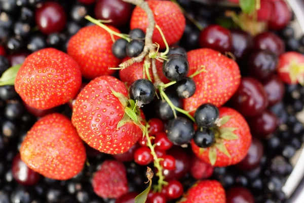 맛 있는 여름 딸기 — 스톡 사진