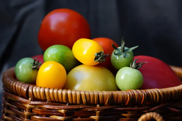 Färgglada och olika storlek tomater — Stockfoto