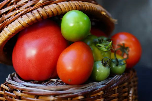 Barevné a různé velikosti rajčat — Stock fotografie