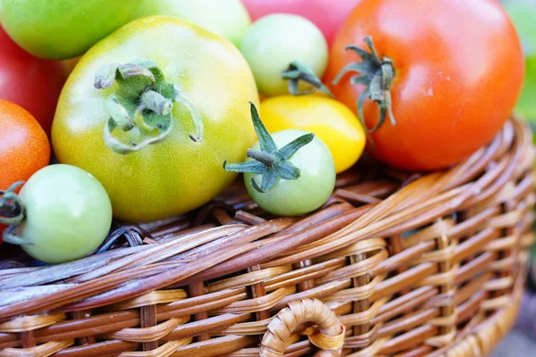 Färgglada och olika storlek tomater — Stockfoto