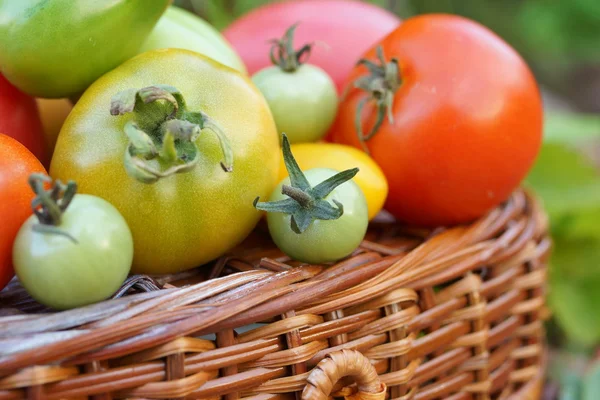 Pomodori colorati e di dimensioni diverse — Foto Stock