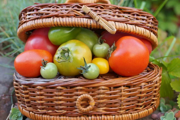 Tomates. composição . — Fotografia de Stock