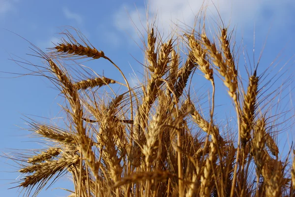 Ears of wheat — Stock Photo, Image