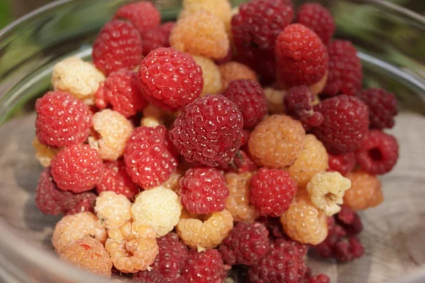 Himbeeren — Stockfoto