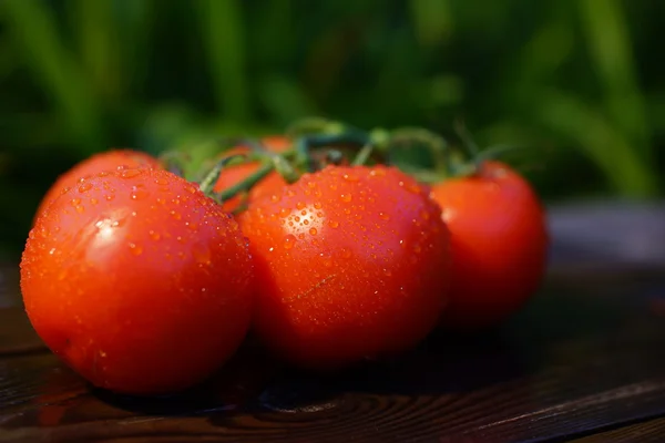 Tomaten — Stockfoto