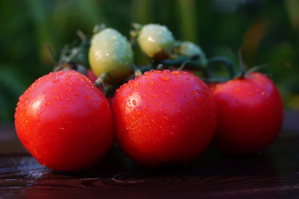 Pomodori — Foto Stock