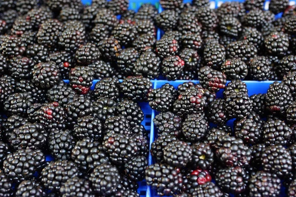 Moras — Foto de Stock