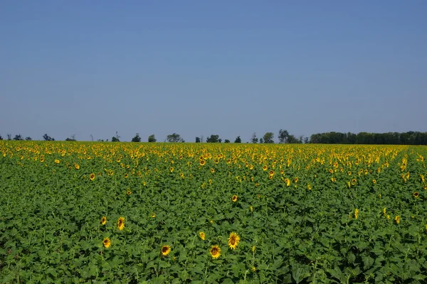 Gebied van zonnebloemen — Stockfoto