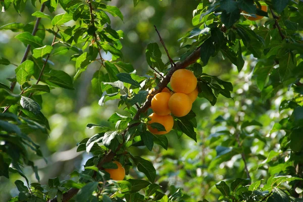 An apricot tree and ripe fruit on the branches — Stock Photo, Image