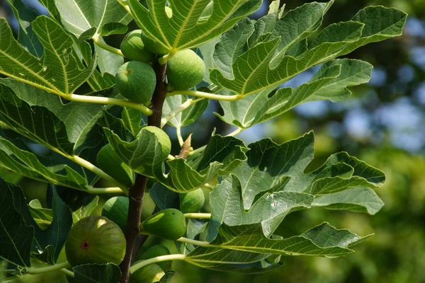 Fig tree. — Stock Photo, Image