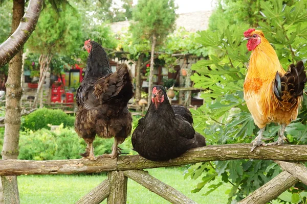 Polla y dos gallinas —  Fotos de Stock
