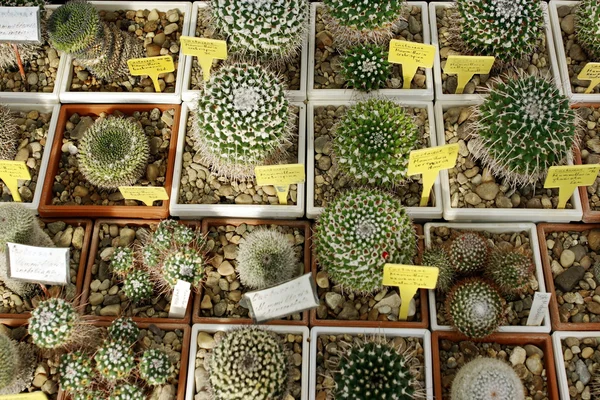 Cactuses backgrond. — Stock Photo, Image