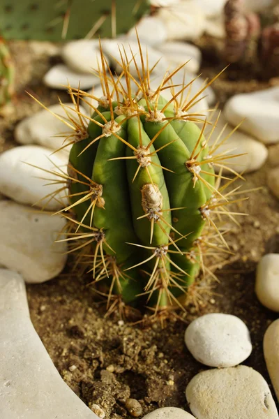 Cactus. — Stock Photo, Image