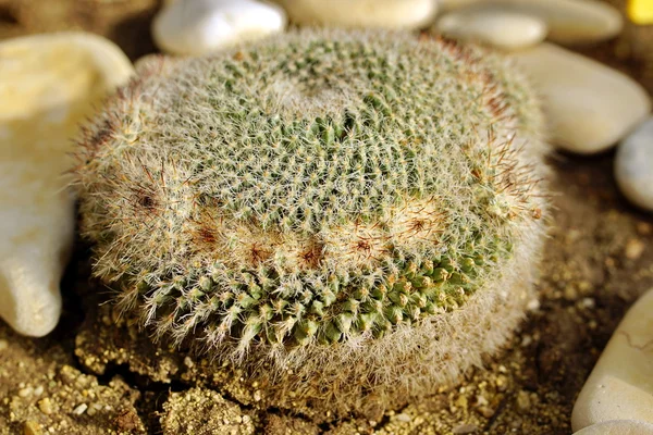 Cactus. — Stock Photo, Image