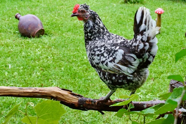 Gespikkelde kip — Stockfoto