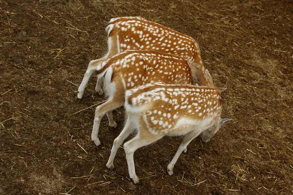 Spotted Deers. — Stock Photo, Image