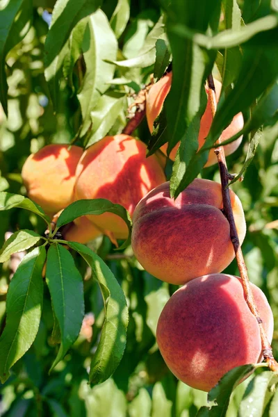 Fruit garden. Peach tree. — Stock Photo, Image