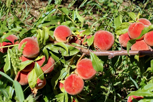 Fruit garden. Peach tree. — Stock Photo, Image