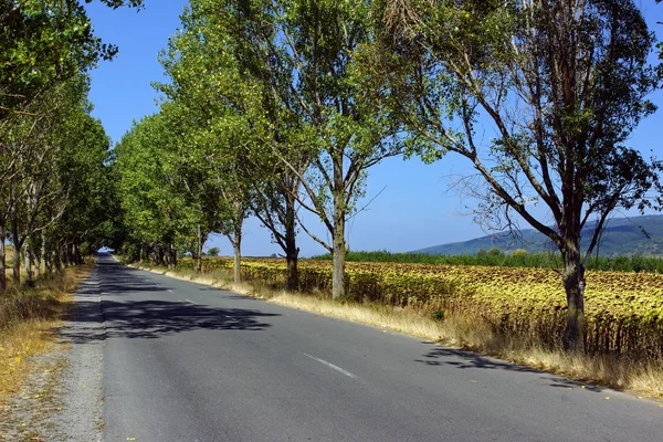 Landweg. — Stockfoto