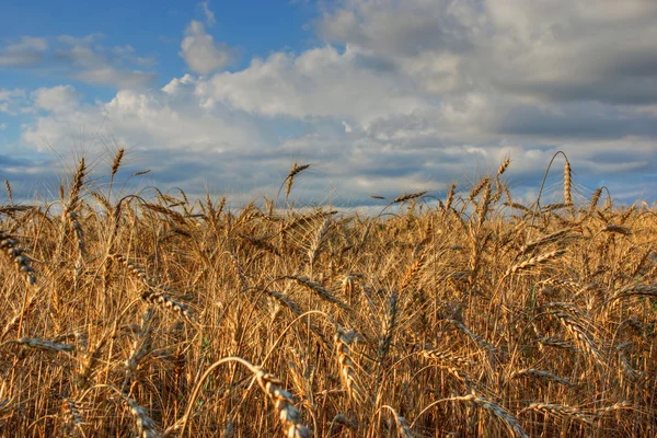 Tarweveld. — Stockfoto