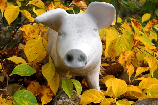 葉、石、秋および庭の装飾の豚. — ストック写真