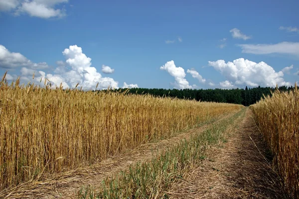 Campo de trigo y carretera rural — Foto de Stock